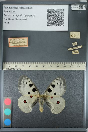 Media type: image;   Entomology 175170